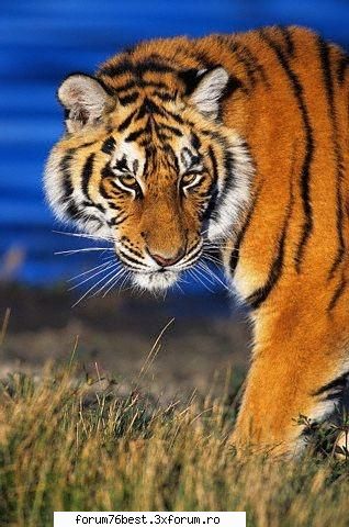 bun venit in clubul ajutati animalele pe cale de vreti sa va trebuie sa pref:
ce animal pe cale de
